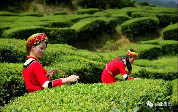 龙业集团领导亲赴普洱茶王集团调研